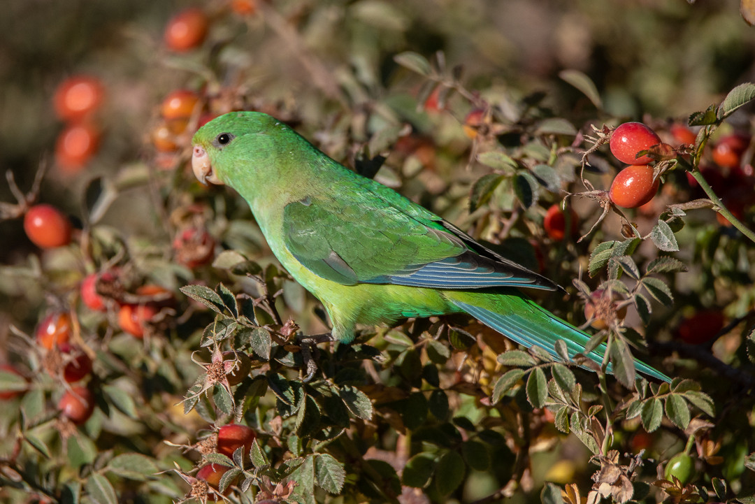 image Mountain Parakeet